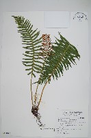 藏品(倒葉瘤足蕨)的圖片