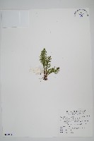 藏品(蒿蕨)的圖片