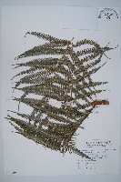 藏品(金狗毛蕨)的圖片