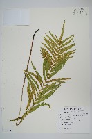 藏品(鐵毛蕨、毛蕨)的圖片