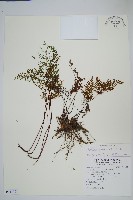 藏品(薄葉碎米蕨)的圖片