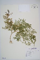 藏品(過山龍)的圖片