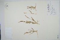 藏品(狹葉瓶爾小草)的圖片