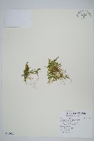 藏品(日本卷柏)的圖片