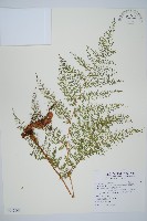 藏品(小膜蓋蕨、臺灣小膜蓋蕨)的圖片