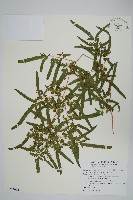 藏品(海金沙)的圖片