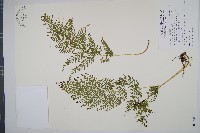 藏品(闊片烏蕨)的圖片