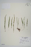 藏品(瓦葦)的圖片