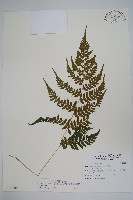藏品(阿里山蹄蓋蕨)的圖片