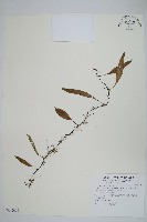 藏品(骨牌蕨)的圖片