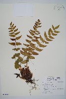 藏品(貫眾蕨)的圖片