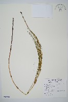 藏品(木賊)的圖片