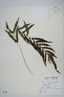 藏品(毛蕨)的圖片