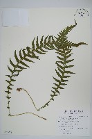 藏品(翅軸假金星蕨、短柄卵果蕨)的圖片