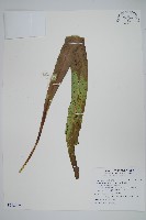 藏品(星蕨)的圖片