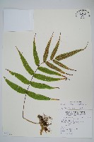 藏品(肢節蕨)的圖片