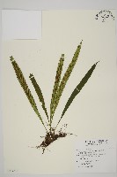 藏品(劍葉鐵角蕨、箭葉鐵角蕨)的圖片