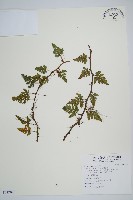 藏品(陰石蕨)的圖片