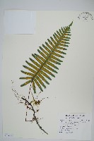 藏品(疏毛水龍骨)的圖片