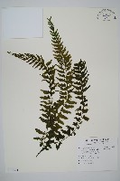 藏品(瓶蕨)的圖片