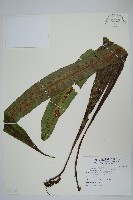 藏品(大星蕨)的圖片