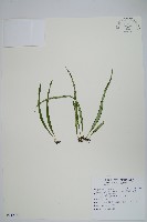 藏品(擬芨瓦葦)的圖片