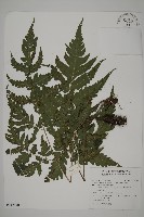 藏品(屏東三叉蕨)的圖片