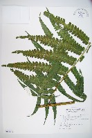 藏品(廣葉鋸齒雙蓋蕨)的圖片