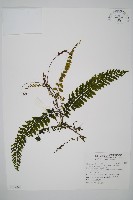 藏品(瓶蕨)的圖片