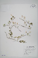 藏品(抱樹蕨、伏石蕨)的圖片