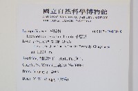 藏品(千層塔)的圖片