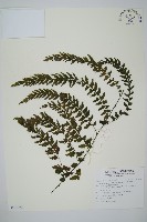 藏品(瓶蕨)的圖片