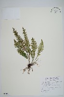 藏品(密毛蒿蕨)的圖片