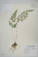 藏品(日本金粉蕨)的圖片