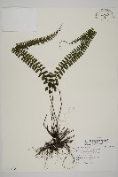 藏品(鞭葉鐵線蕨)的圖片