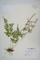 藏品(箭葉鳳尾蕨)的圖片