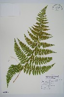 藏品(熱帶鱗蓋蕨)的圖片