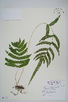 藏品(毛蕨)的圖片