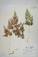 藏品(日本金粉蕨)的圖片