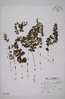 藏品(鐵線蕨)的圖片