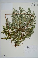 藏品(芒萁)的圖片