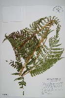 藏品(臺灣兩面複葉耳蕨)的圖片