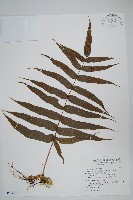 藏品(肢節蕨)的圖片