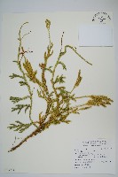 藏品(石松)的圖片