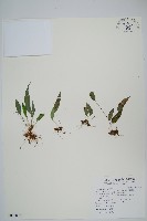 藏品(台灣茀蕨)的圖片