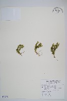 藏品(蛇足石杉、千層塔)的圖片