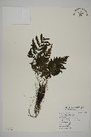 藏品(薄葉擬肋毛蕨、南洋三叉蕨)的圖片