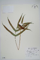 藏品(掌葉茀蕨)的圖片