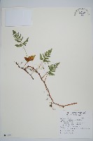 藏品(熱帶陰石蕨)的圖片