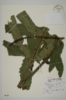 藏品(翅柄三叉蕨)的圖片